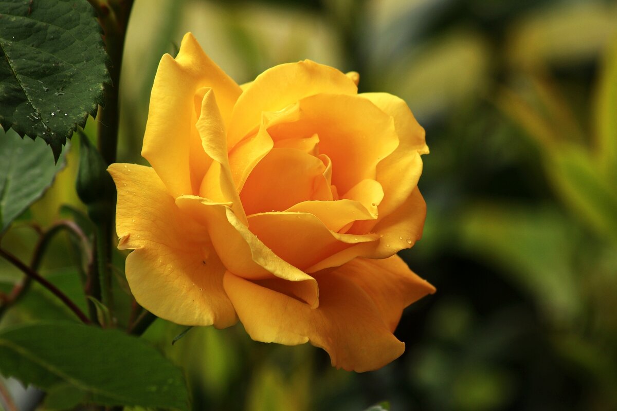 Милая красавица - Юрий. Шмаков