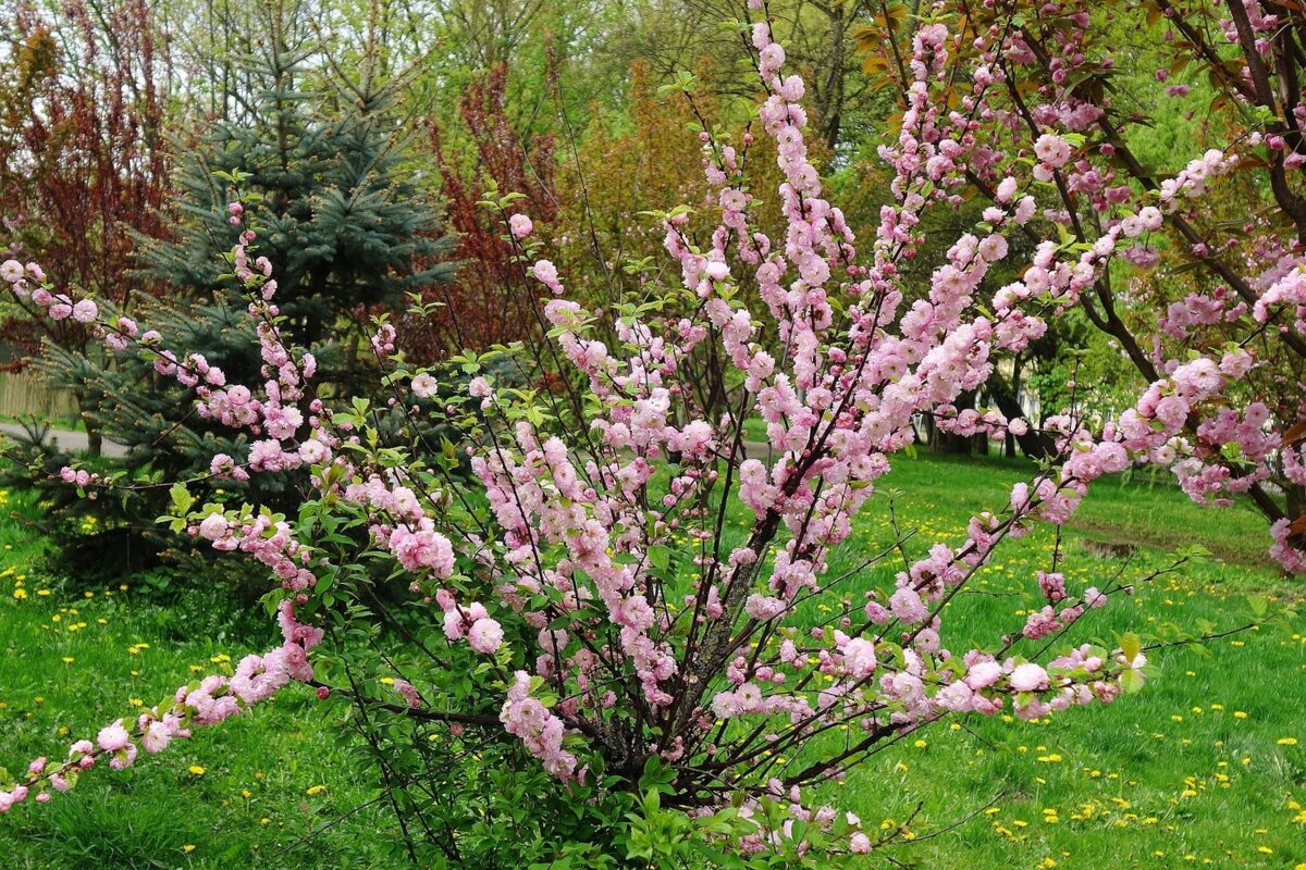 Цветет Миндаль - Рита Симонова