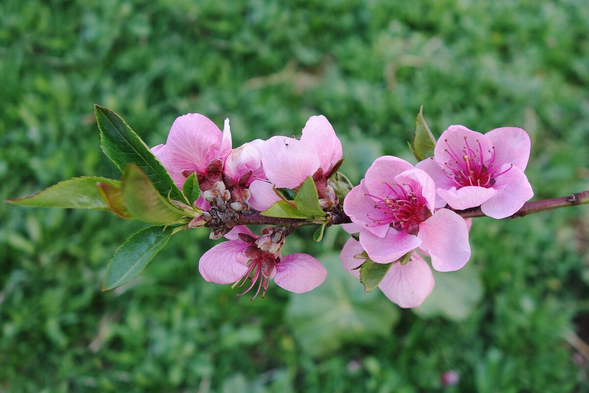 Цветет Персик - Рита Симонова