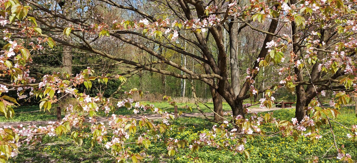 весна - ИРЭН@ . весна - ИРЭН@ .