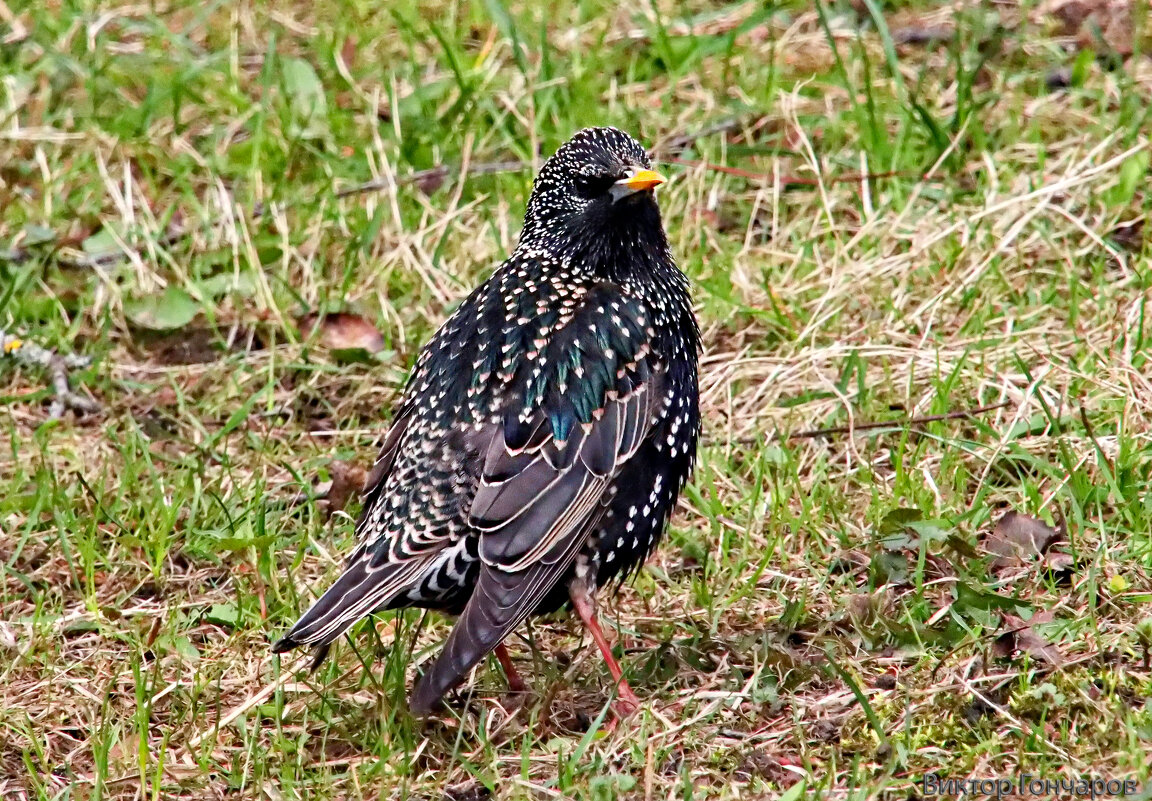 скворец - Laryan1 