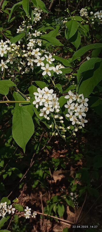 Черемуха - Валерий 