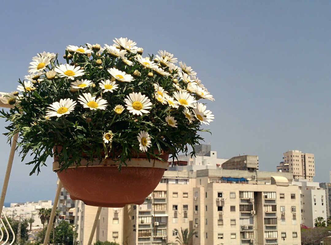 Хризантема кустарниковая . Цветы на балконе . - Светлана Хращевская Хризантема кустарниковая . Цветы на балконе . - Светлана Хращевская