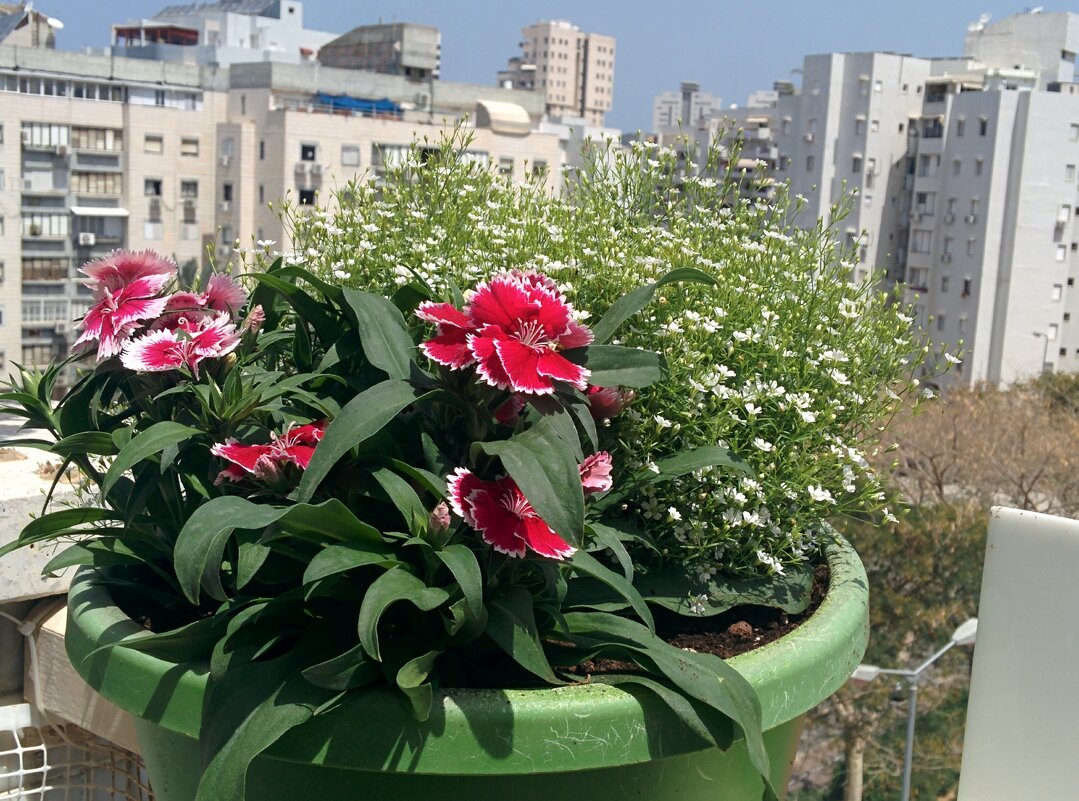 Гвоздика китайская. Цветы на балконе. - Светлана Хращевская Гвоздика китайская. Цветы на балконе. - Светлана Хращевская