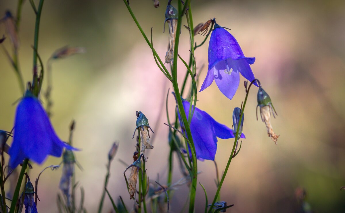 Краски лета. Колокольчики. - Алексей Трухин Краски лета. Колокольчики. - Алексей Трухин