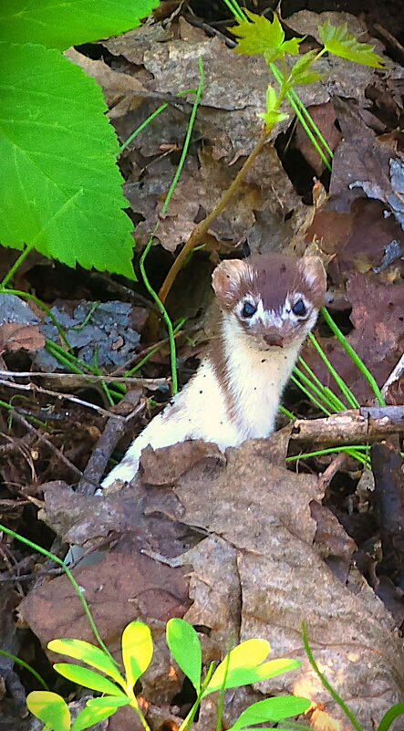 Кто тут забрёл на мою территорию ... - IMir 