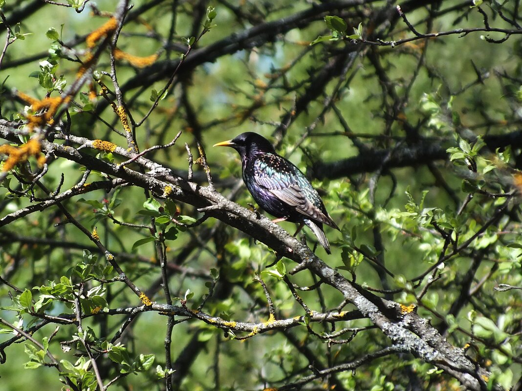 Скворушка - Зоя Мишина