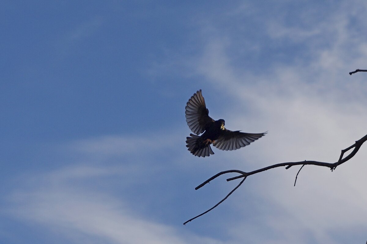 Скворцы прилетели - Сергей Швечков Скворцы прилетели - Сергей Швечков
