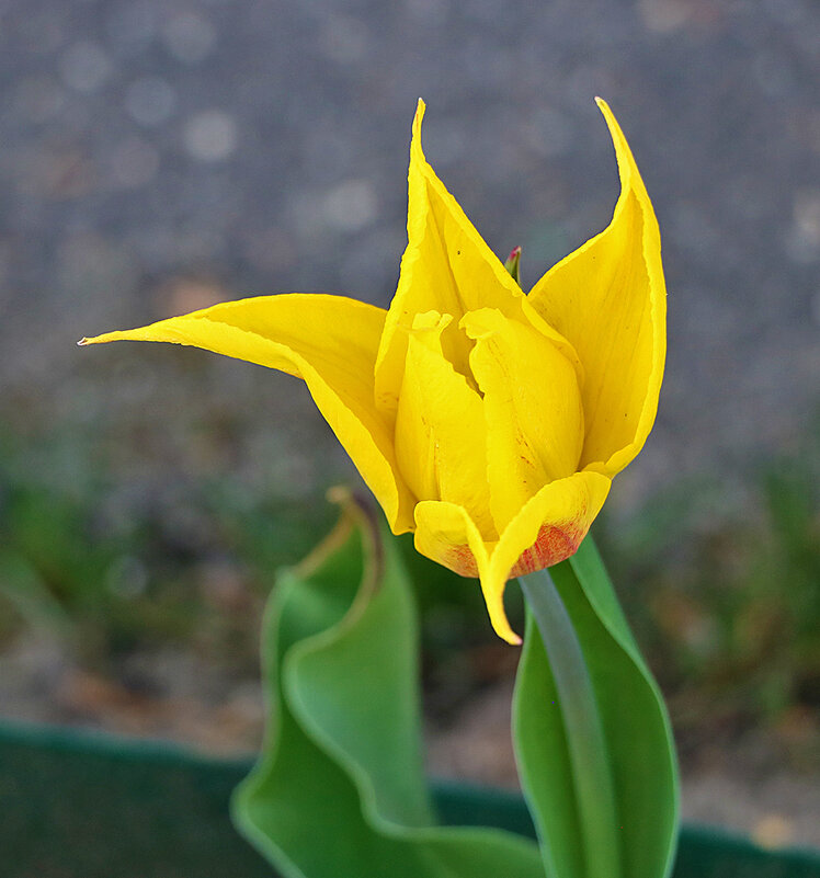 Золото апреля - Светлана 