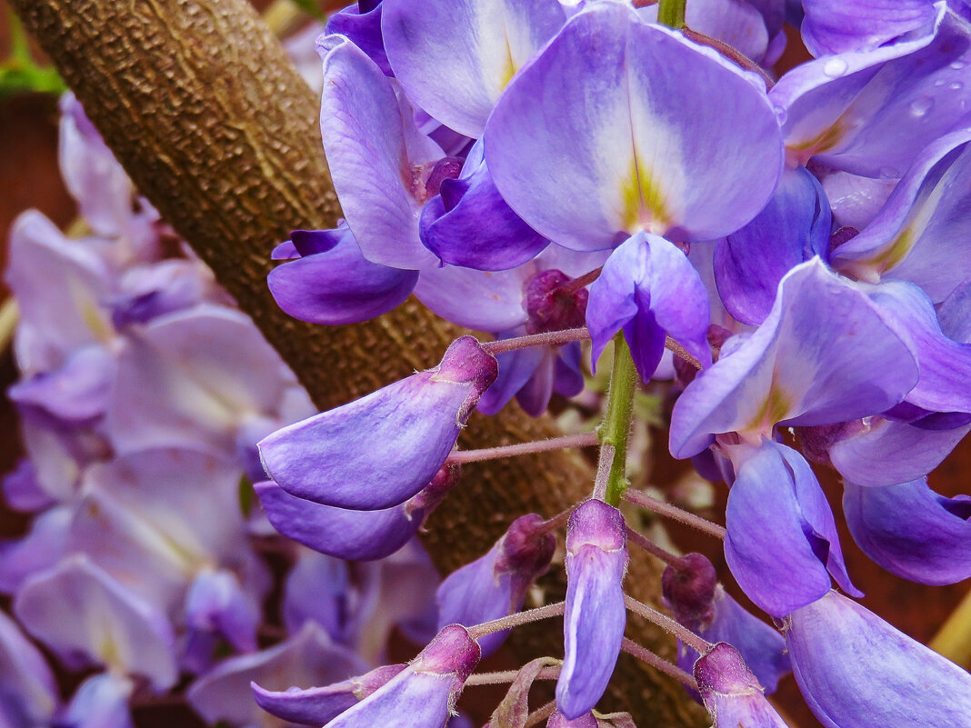 Глициния - Валерий Ткаченко Глициния - Валерий Ткаченко