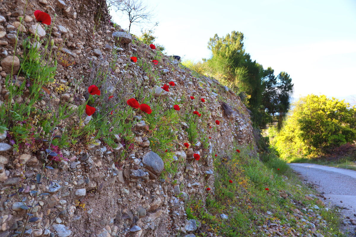 Маки на стене. - Оля Богданович Маки на стене. - Оля Богданович