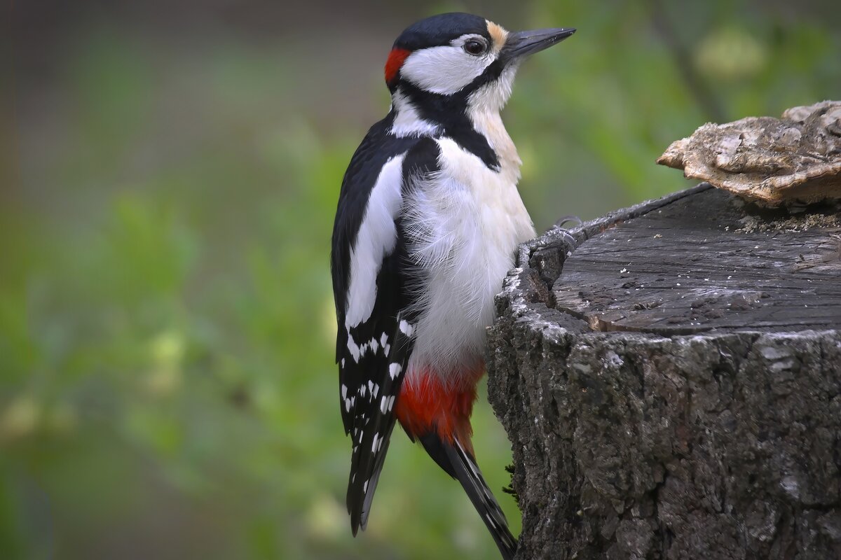 дятел - Николай Соколухин