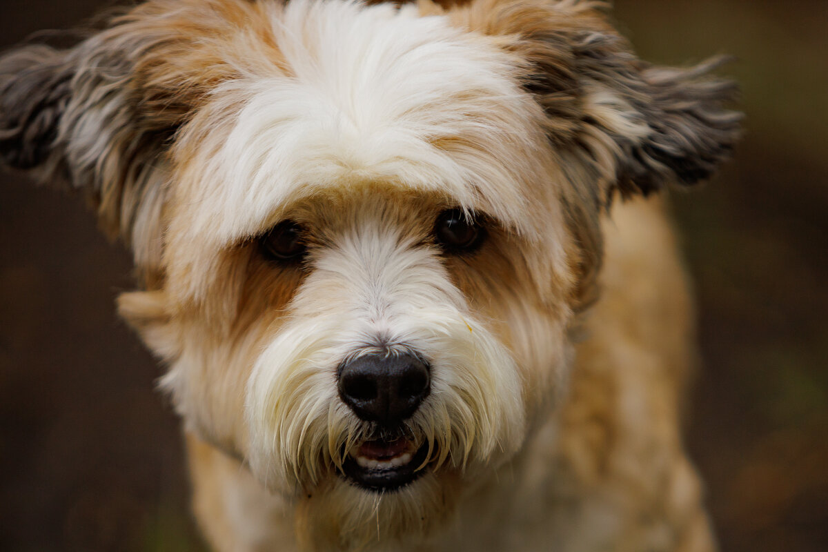 Гав - Aleksey Zaikin