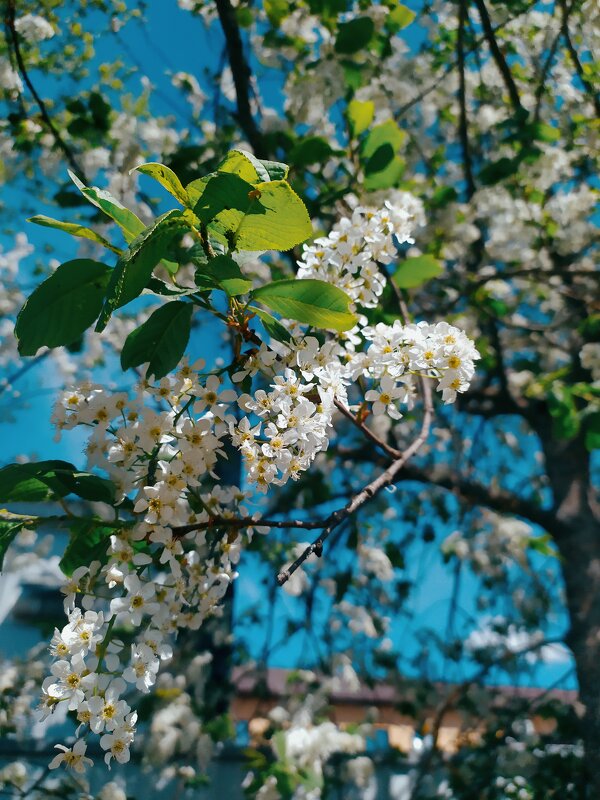 Белый цвет - Любовь Иванова