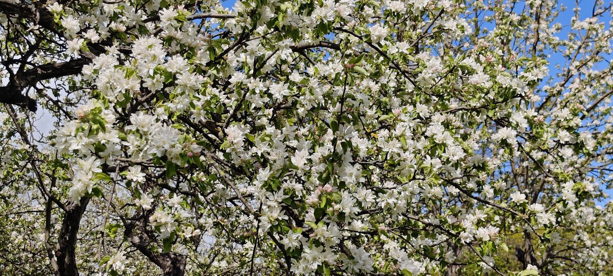 Цветет яблоня - <<< Наташа >>>