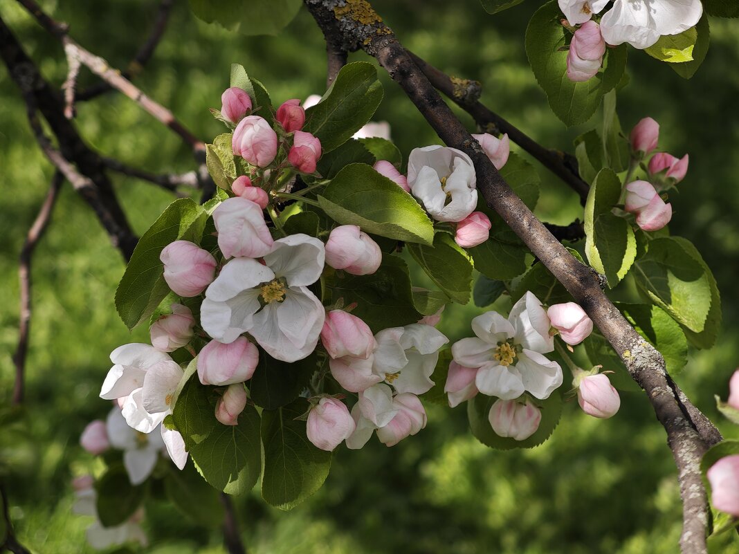 Цветет яблоня - <<< Наташа >>>
