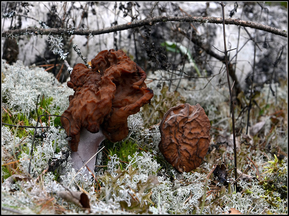 Сморчок - Aleksandr Gal