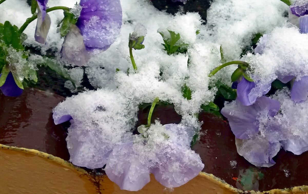 Под снежным покрывалом - Galina Solovova