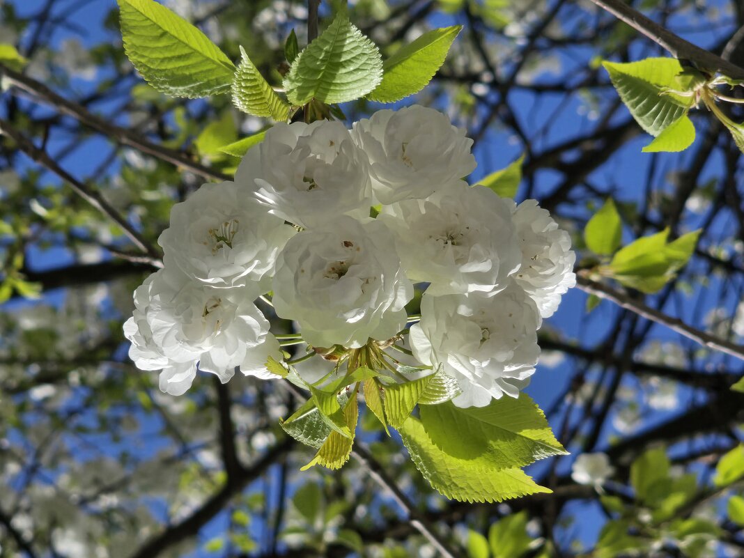 Махровая черешня - Nina Streapan Махровая черешня - Nina Streapan