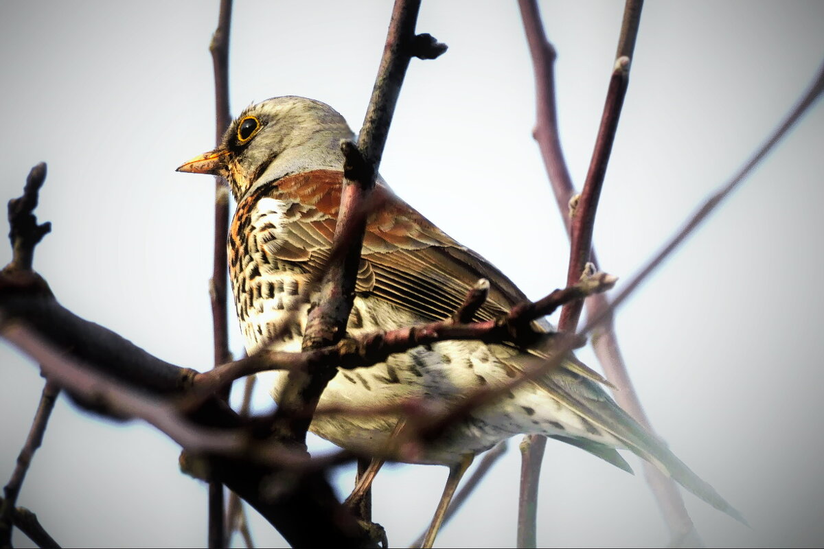 Дрозд- рябинник... - Владимир Шошин Дрозд- рябинник... - Владимир Шошин