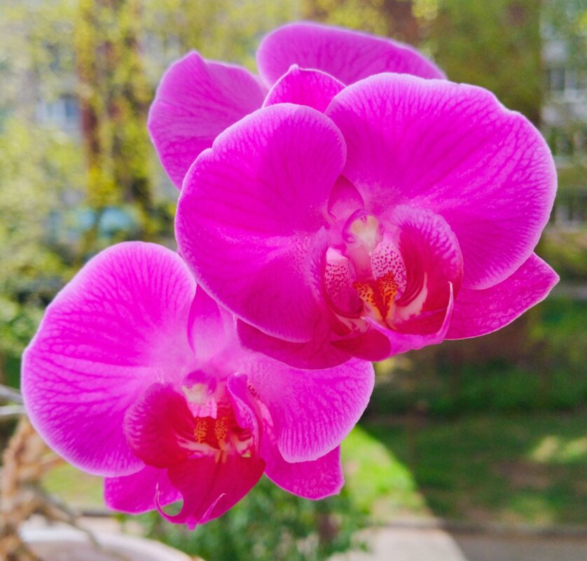 Цветущая орхидея радует в любое время года. - Галина Бобкина Цветущая орхидея радует в любое время года. - Галина Бобкина