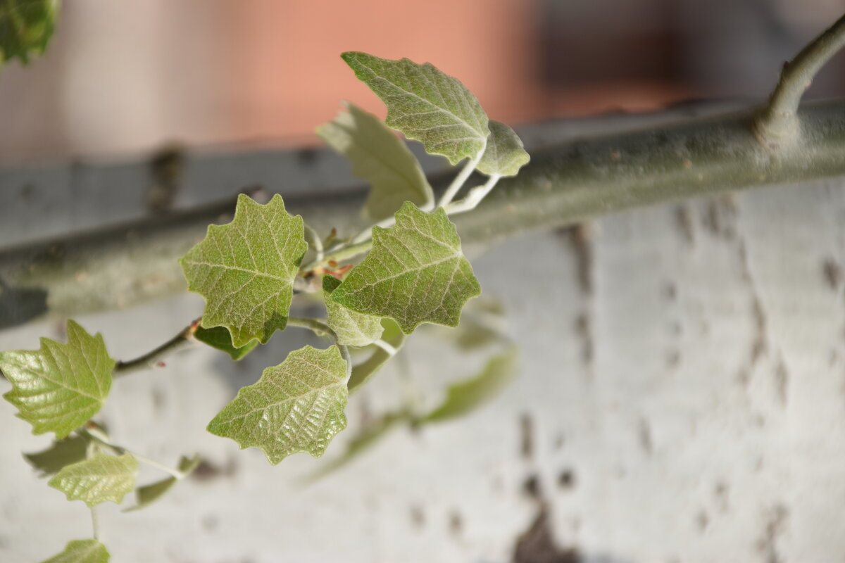 *** - Павленко Михаил 