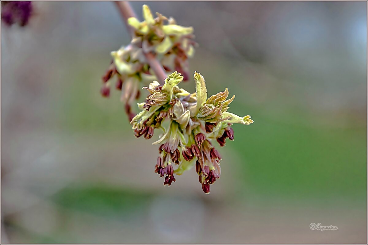 Весеннее пробуждение... - Aquarius - Сергей Весеннее пробуждение... - Aquarius - Сергей