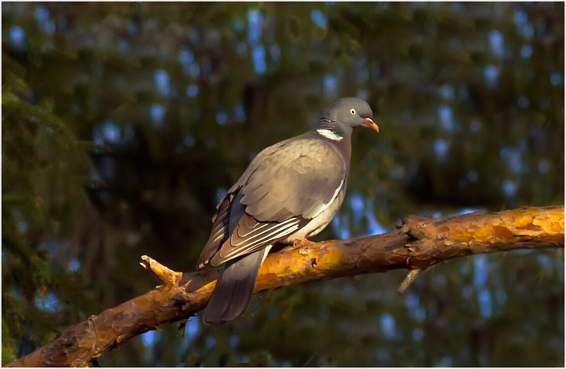Горлица - Валентин Котляров