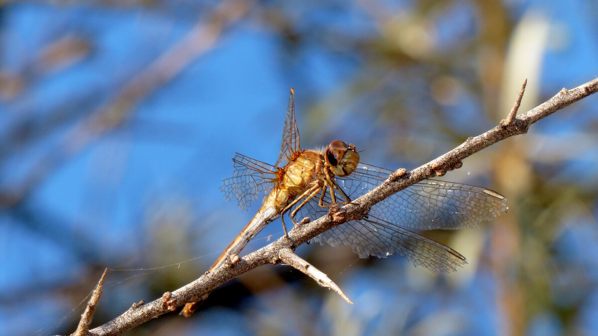 немного про стрекоз 2 - Александр Прокудин немного про стрекоз 2 - Александр Прокудин