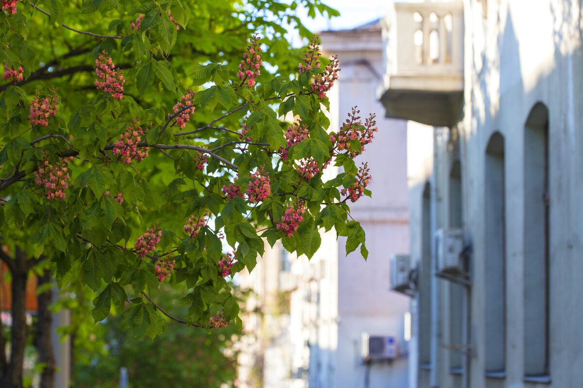 Город в цветущих каштанах - Светлана Тихонина