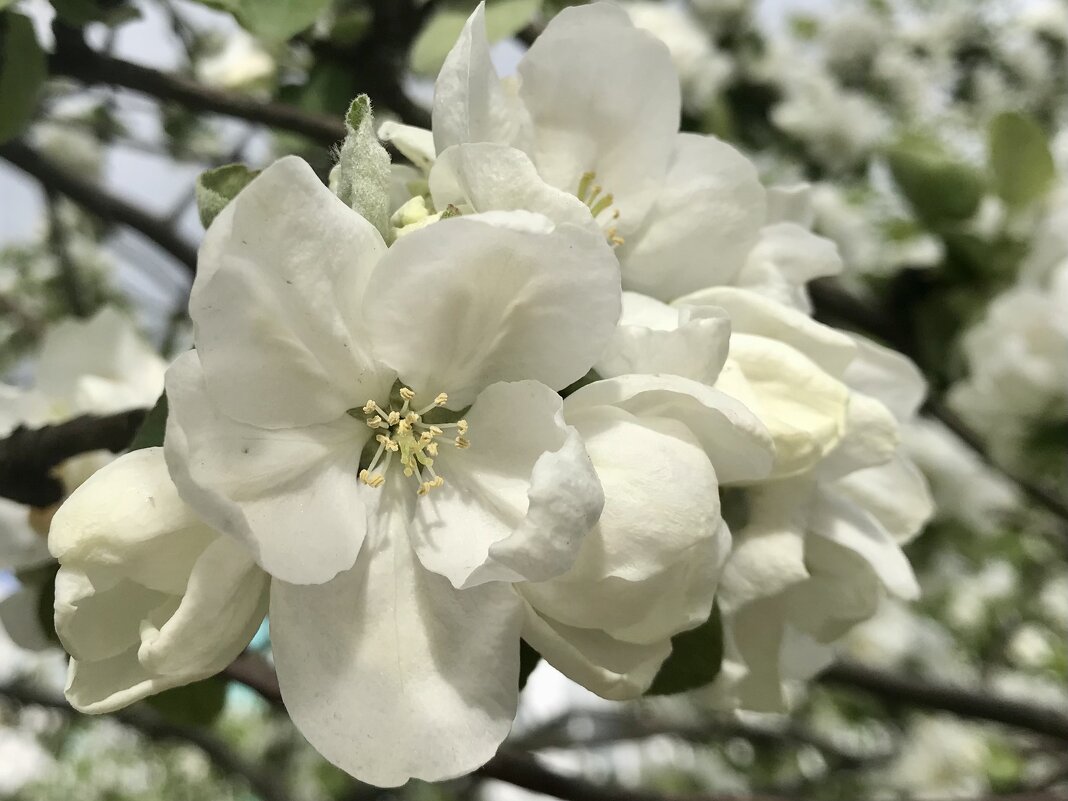 Не смотря на апрельский холод… - Pippa 