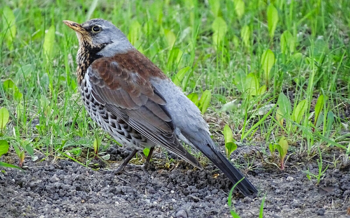 Из жизни дроздов - Милешкин Владимир Алексеевич 