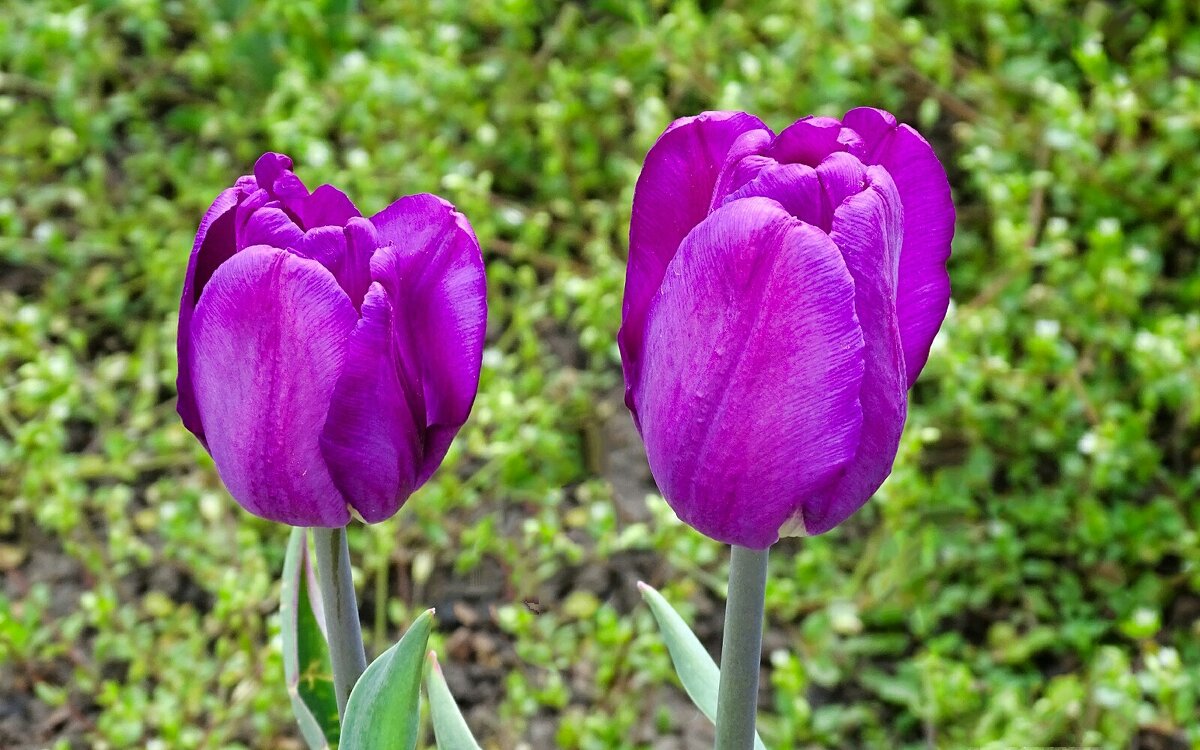Городские цветы - Милешкин Владимир Алексеевич Городские цветы - Милешкин Владимир Алексеевич