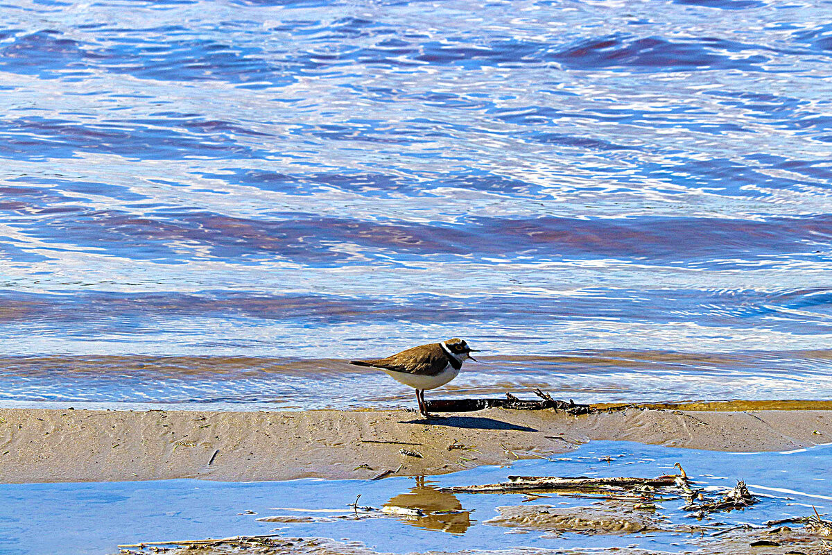 Июнь...Кулик-эуек на Юганской Оби - Владимир 