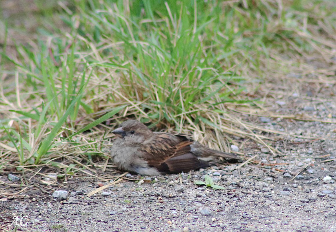 Присел отдохнуть - Любовь Сахарова