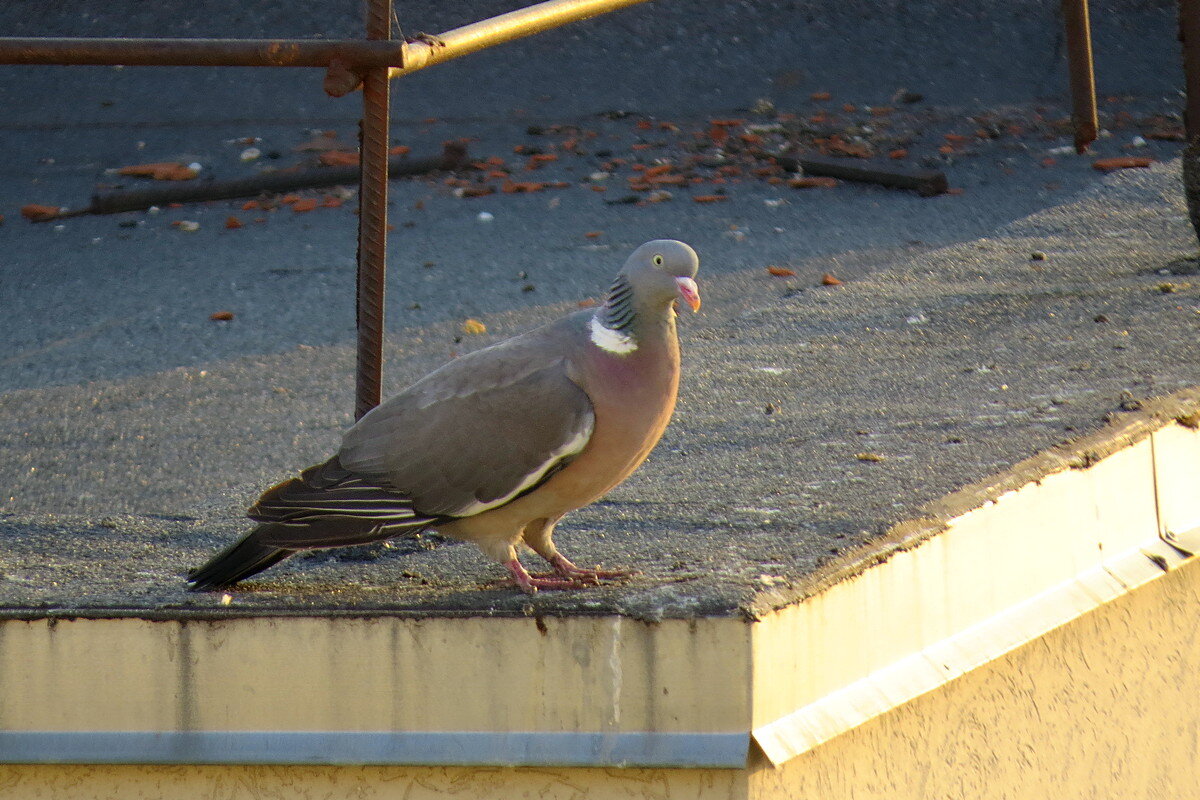 Гость на крыше - Сеня Белгородский