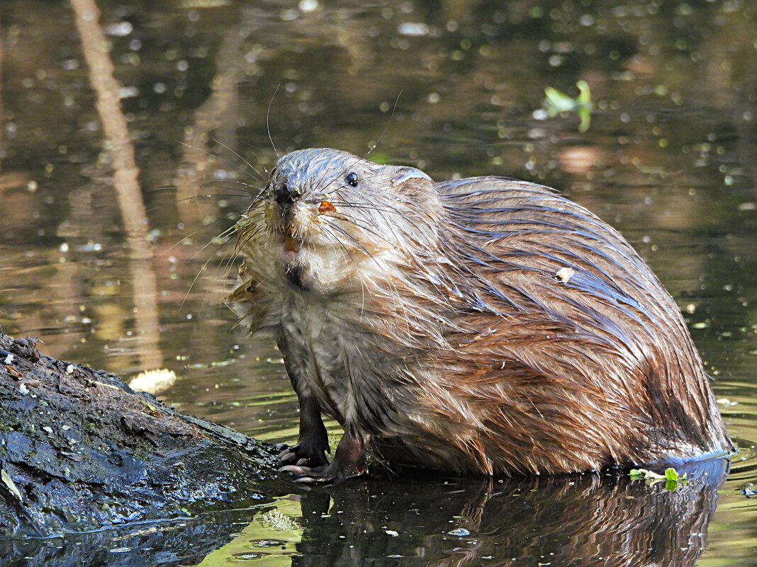 Ондатра - Лина 