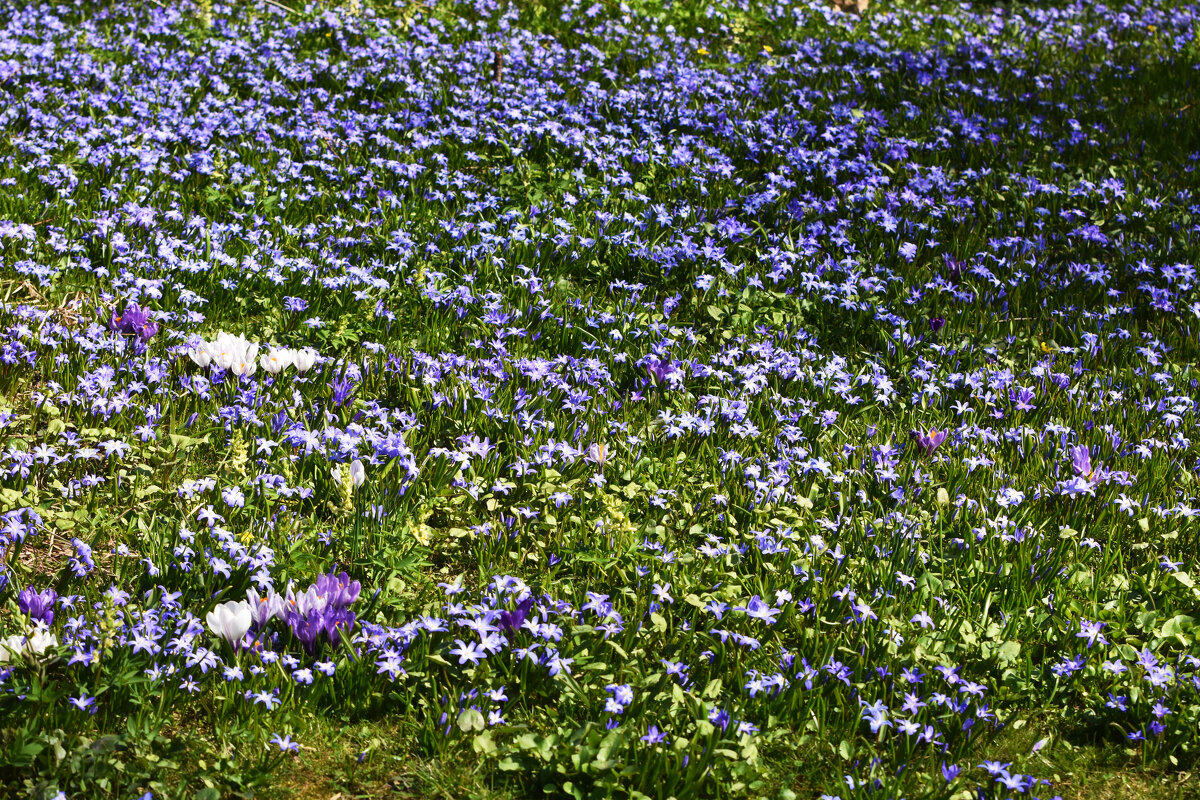 Москва. Ботанический сад МГУ. - Наташа ***** Москва. Ботанический сад МГУ. - Наташа *****