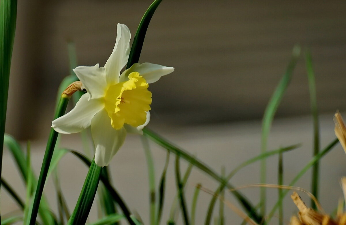 Время цветения... - Николай Саржанов