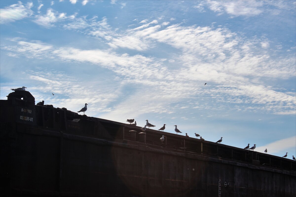 Птичья баржа - Марсель Валеев