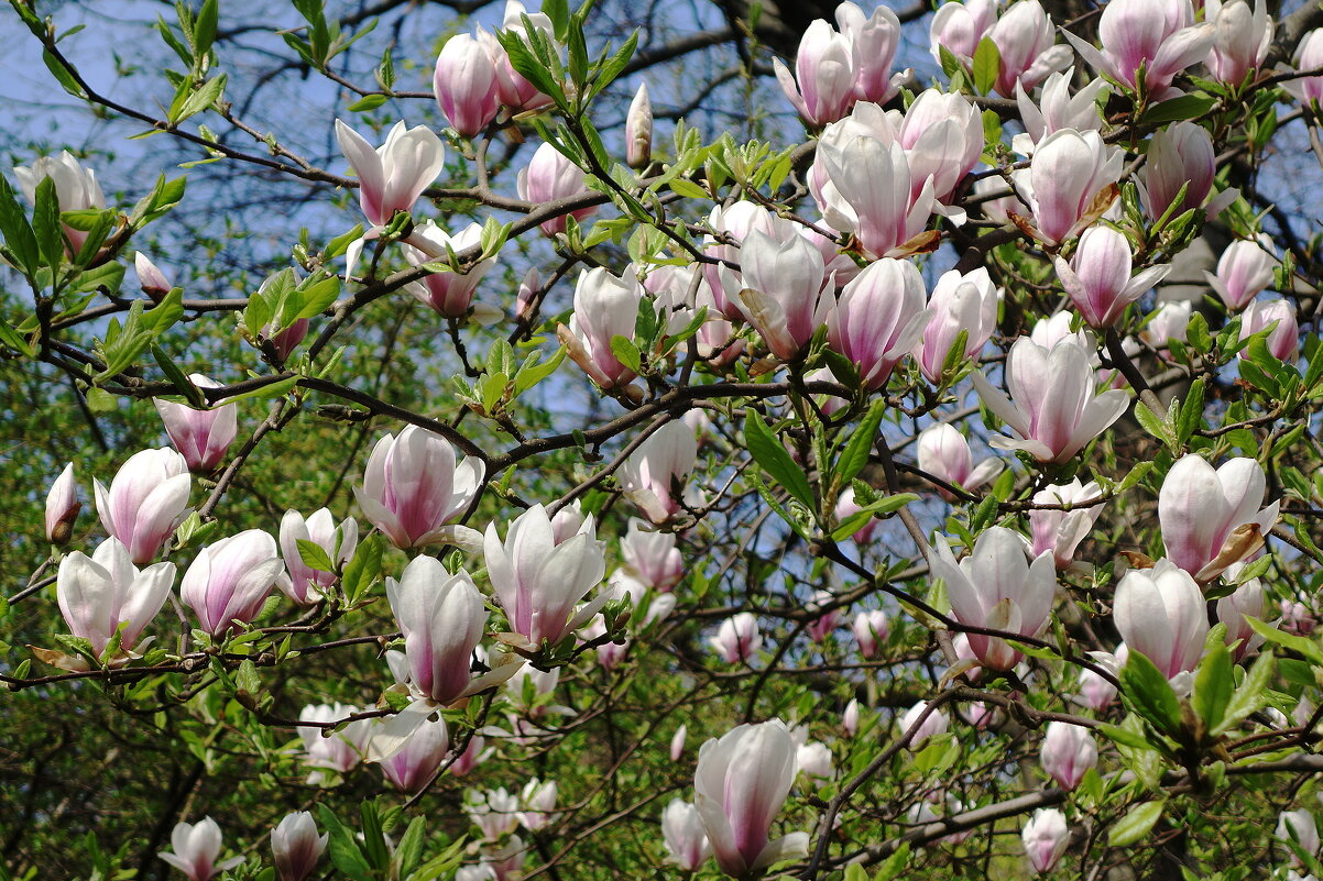 Цветет Магнолия - Рита Симонова