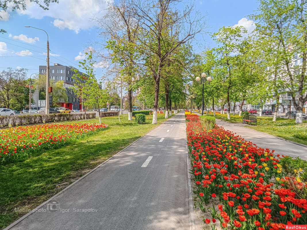 Тюльпановые дни - Игорь Сарапулов Тюльпановые дни - Игорь Сарапулов