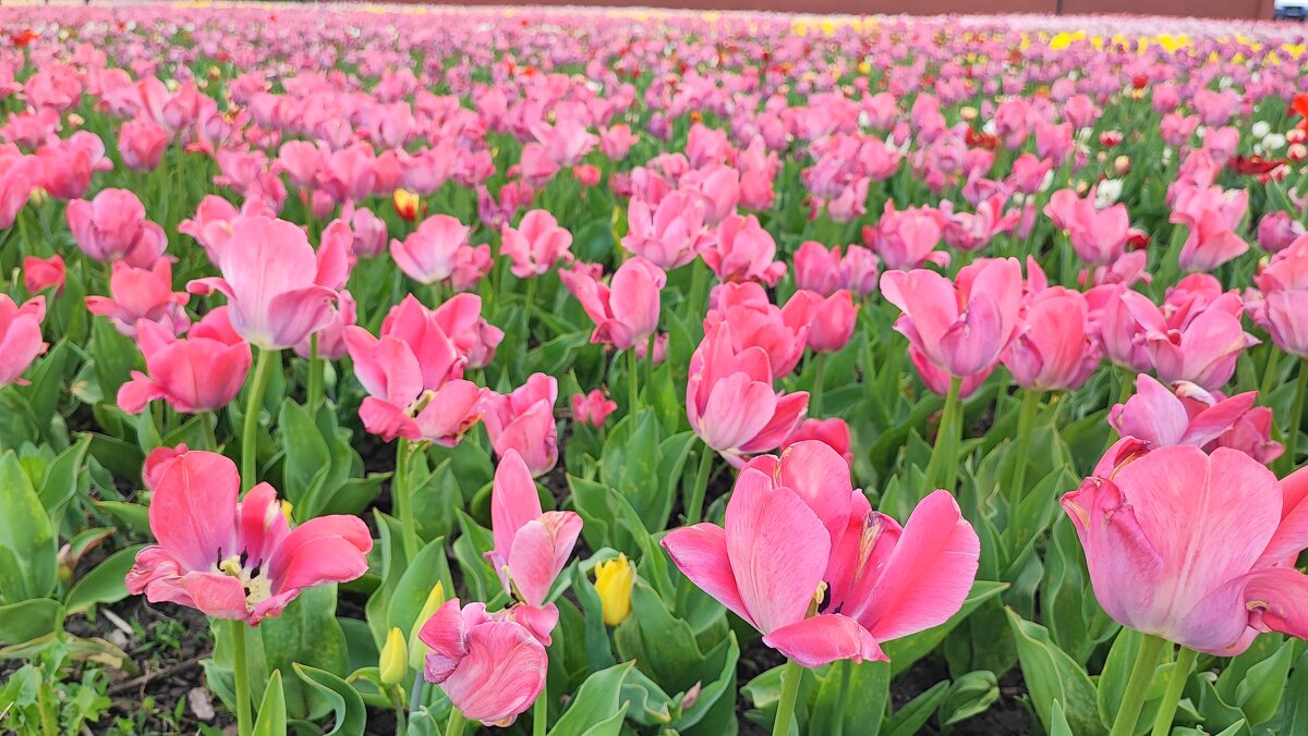 ,,, - Сергей Тимоновский ,,, - Сергей Тимоновский