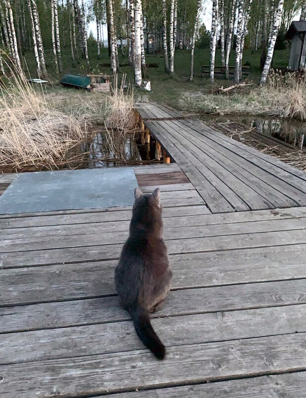 Басик на причале. - Ольга Довженко Басик на причале. - Ольга Довженко