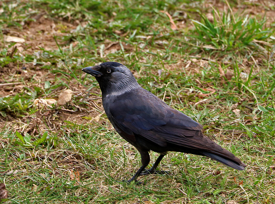 Галка - Светлана 