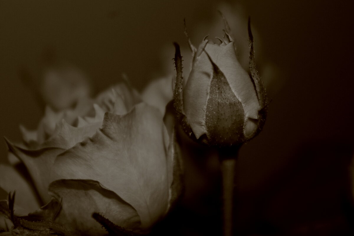 Розы в монохроме - Любовь Иванова