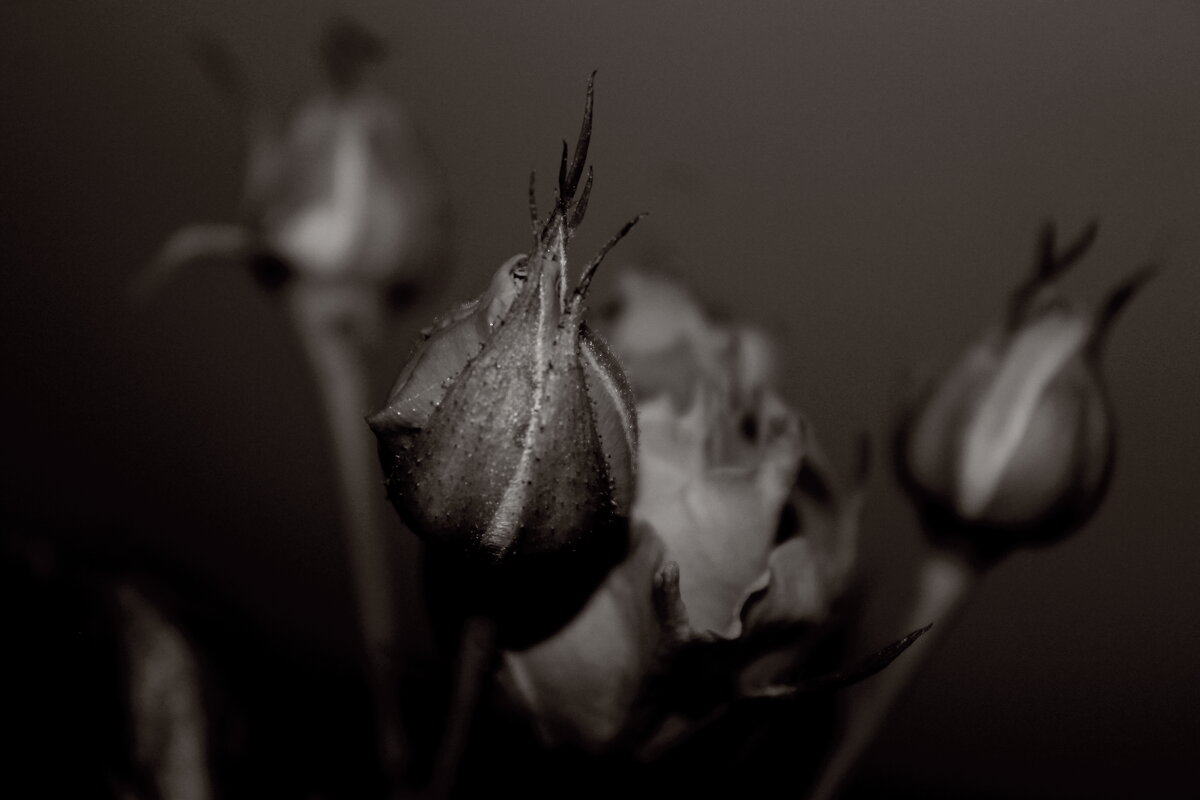 Монохром - Любовь Иванова