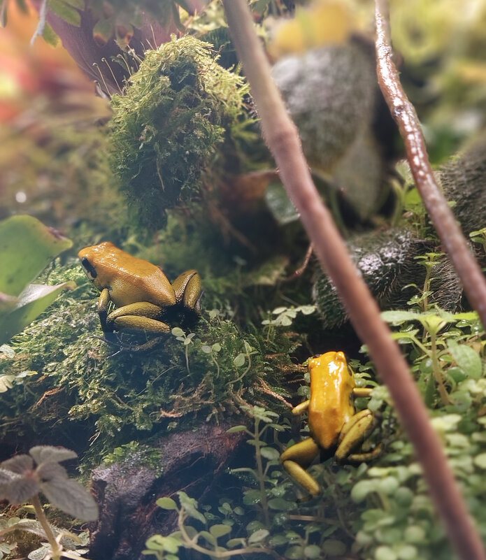 древолаз. - ИРЭН@ .