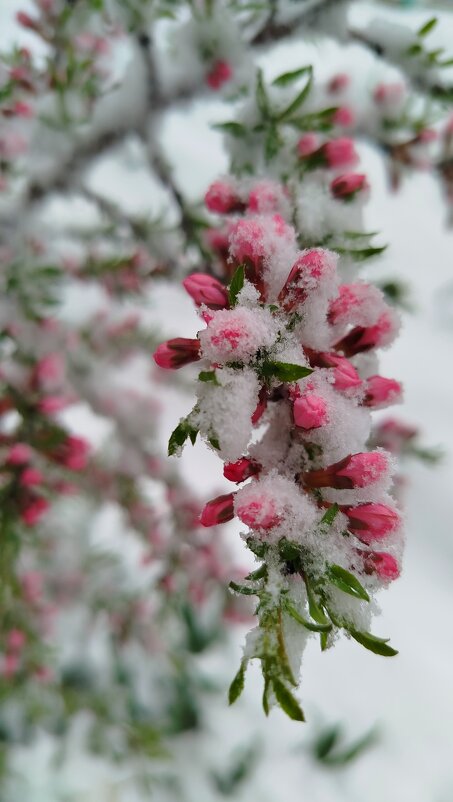 нас засыпает снегом! - светлана льдокова