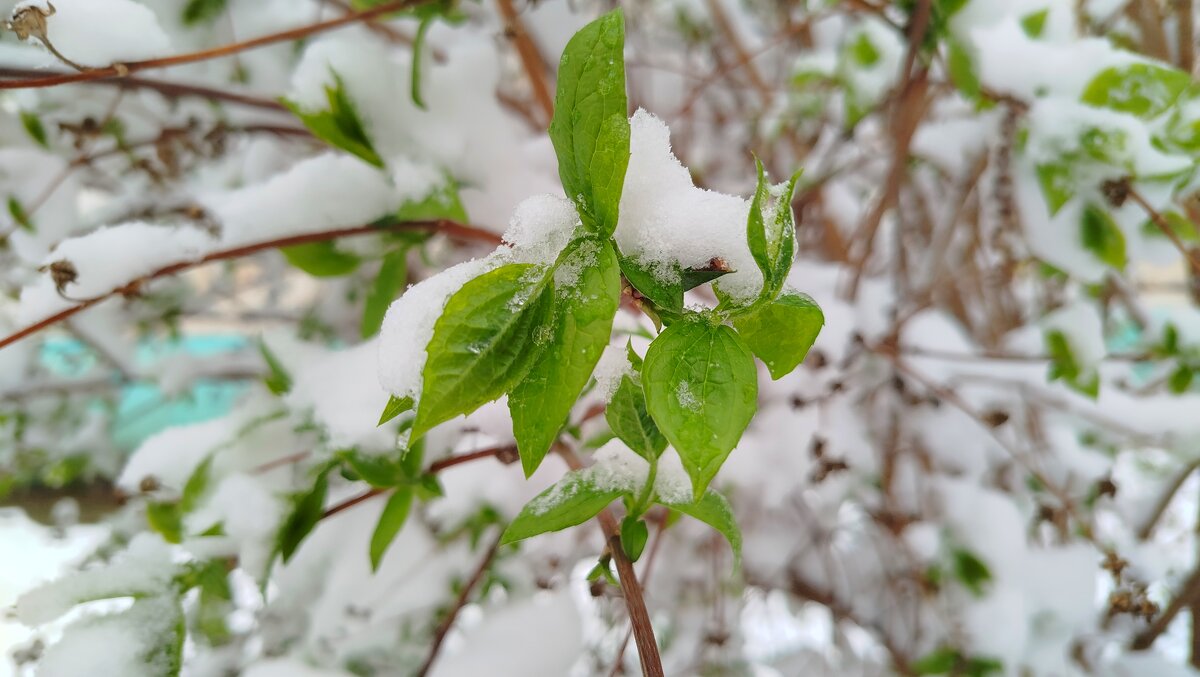 Так необычно такое видеть! - светлана льдокова Так необычно такое видеть! - светлана льдокова